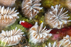 Image of Bulbonaricus brauni