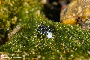 Image of Panderevela hyllebergi