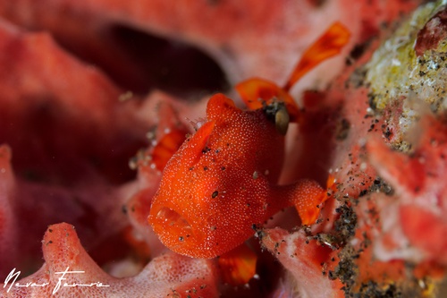 Image of Antennarius pictus