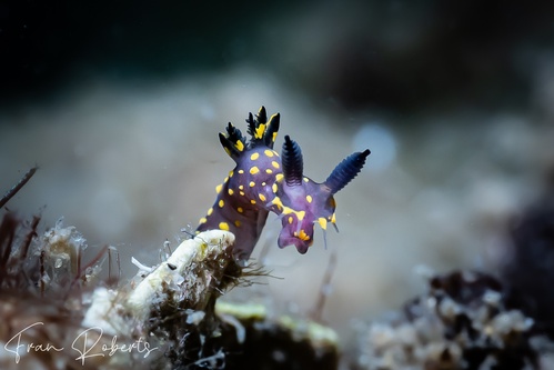 Image of Polycera janjukia