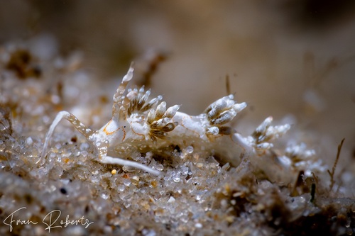 Image of Cratena simba