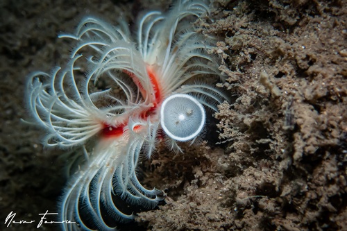 Image of Worms Various