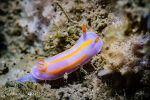 Image of Mexichromis trilineata
