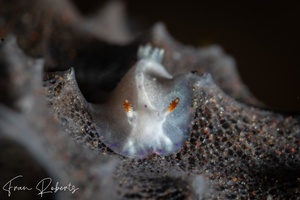 Image of Goniobranchus sp. 4