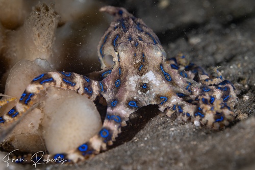 Image of Hapalochlaena fasciata