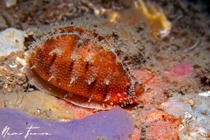 Image of Cypraea sp. 6