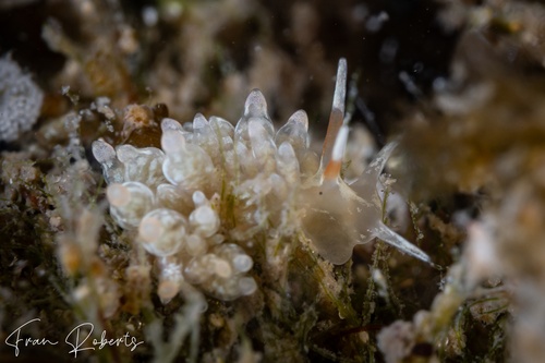 Image of Eubranchus sp. 3