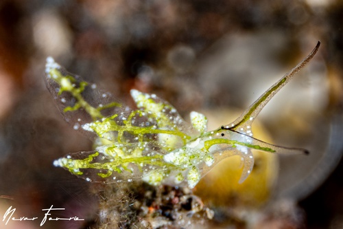 Image of Stiliger sp. 2