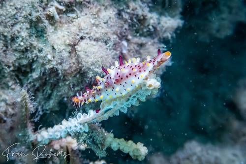 Image of Phenacovolva rosea