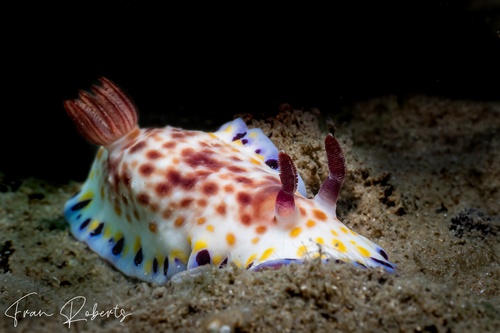 Image of Goniobranchus aureopurpureus