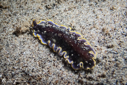 Image of Pseudoceros prudhoei