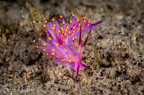 Image of Trinchesia sibogae var A