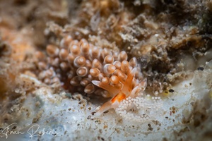 Image of Anteaeolidiella ireneae