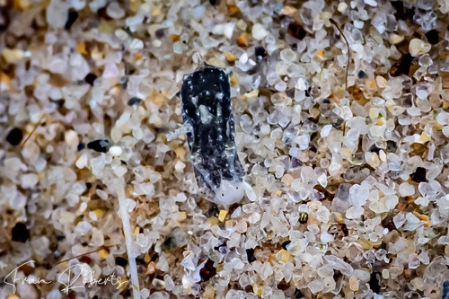 Image of Niparaya sp. 9