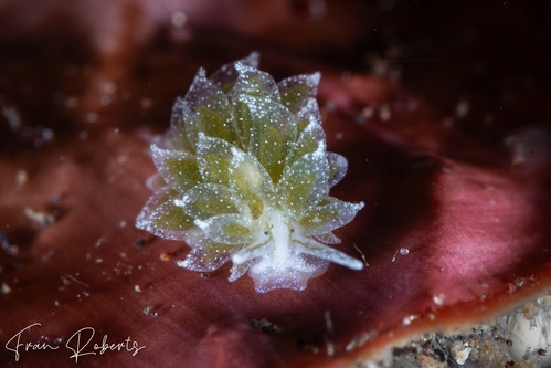 Image of Ercolania sp. 2