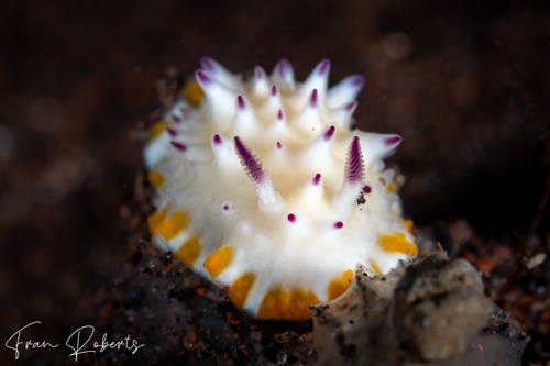 Image of Mexichromis multituberculata