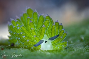 Image of Costasiella sp. 3