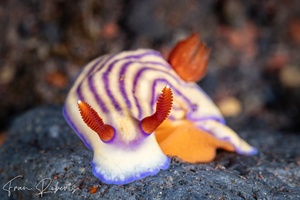 Image of Hypselodoris whitei