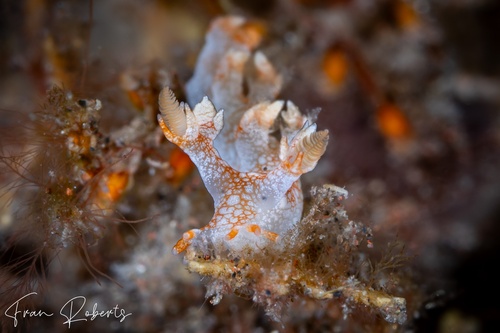 Image of Bornella hermanni