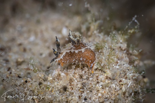 Image of Polycera sp. 1