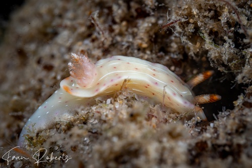 Image of Thorunna sp. 2