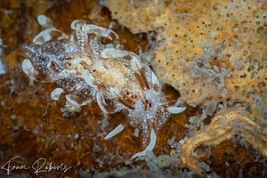 Image of Okenia elisae