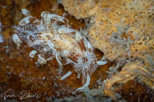 Image of Okenia elisae