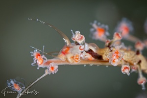 Image of Myja sp