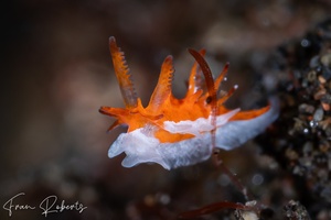 Image of Okenia sp. 1