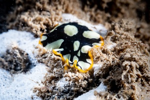 Image of Pseudoceros scintillatus