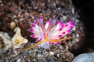 Image of Favorinus mirabilis