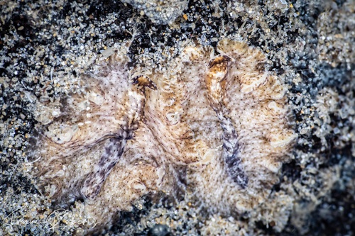 Image of Unidentified Flatworm sp. 2