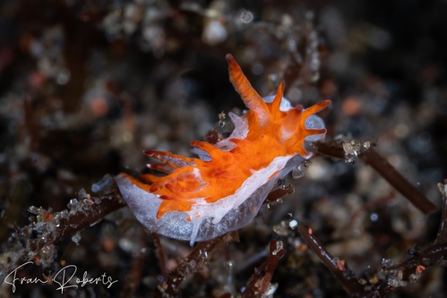 Image of Okenia sp. 1