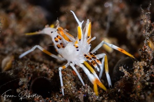 Image of Phyllognathia ceratophthalmus