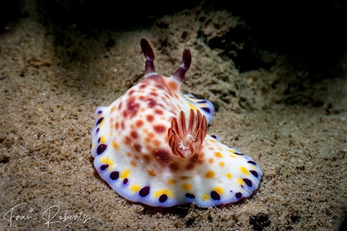 Image of Goniobranchus aureopurpureus