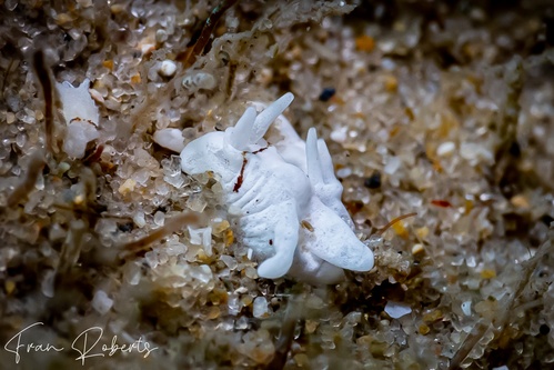 Image of Murphydoris cobbi