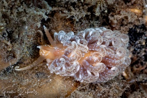 Image of Spurilla braziliana