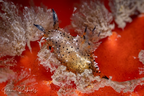 Image of Polycera melanosticta