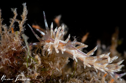 Image of Unidentia sp. 2