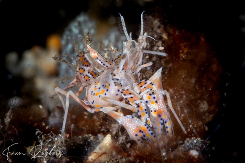 Image of Phyllognathia ceratophthalmus