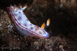 Image of Hexabranchus lacer