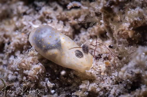Image of Gymnodoris sp. 4