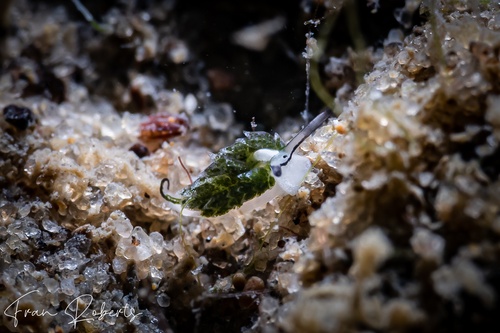 Image of Costasiella sp. 2