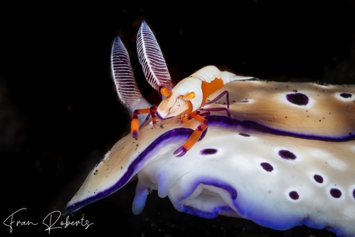 Image of Periclimenes imperator