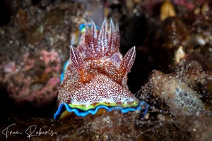 Image of Goniobranchus albopunctatus