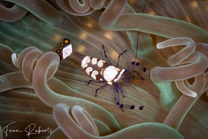 Image of Ancylocaris brevicarpalis