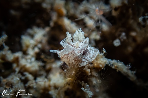 Image of Goniodoris sp. 2