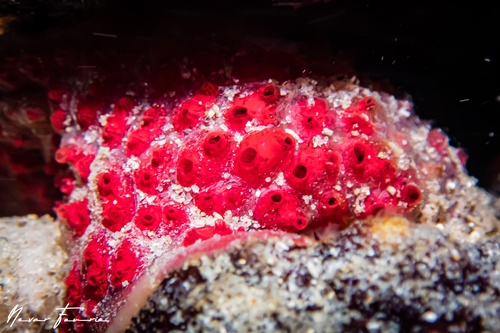 Image of Tunicates Various