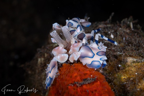 Image of Hymenocera picta