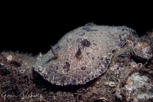 Image of Sebadoris fragilis